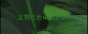 宠物巴西龟吃什么
