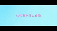 边牧要吃什么食物