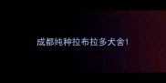 成都纯种拉布拉多犬舍