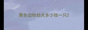 黑色边牧幼犬多少钱一只