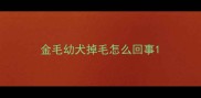 金毛幼犬掉毛怎么回事