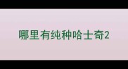 哪里有纯种哈士奇