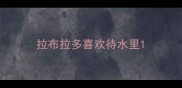 拉布拉多喜欢待水里