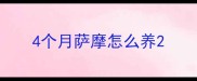 4个月萨摩怎么养