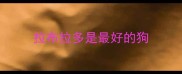 拉布拉多是最好的狗