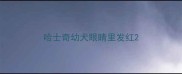 哈士奇幼犬眼睛里发红