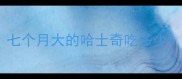 七个月大的哈士奇吃多少