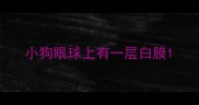 小狗眼球上有一层白膜