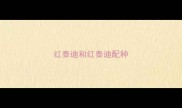 红泰迪和红泰迪配种