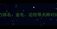 拉布拉多耐力排名金毛边牧等犬种对比与训练指南