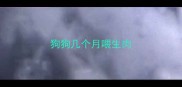 狗狗几个月喂生肉