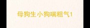 母狗生小狗喘粗气