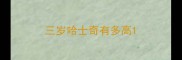 三岁哈士奇有多高