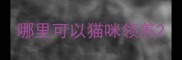 哪里可以猫咪领养