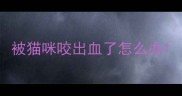被猫咪咬出血了怎么办