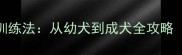 狗狗不叫的5大科学训练法从幼犬到成犬全攻略附训练视频教程