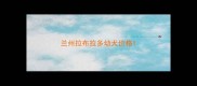 兰州拉布拉多幼犬价格