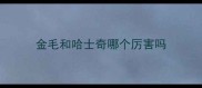金毛和哈士奇哪个厉害吗
