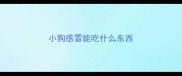小狗感冒能吃什么东西