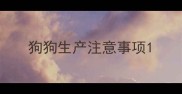 狗狗生产注意事项