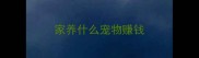 家养什么宠物赚钱