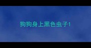狗狗身上黑色虫子
