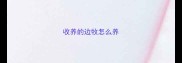 收养的边牧怎么养