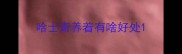 哈士奇养着有啥好处