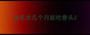 金毛犬几个月能吃骨头
