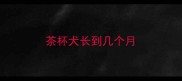 茶杯犬长到几个月