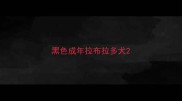 黑色成年拉布拉多犬