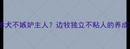 边境牧羊犬不嫉妒主人边牧独立不粘人的养成秘诀