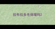 拉布拉多毛保暖吗