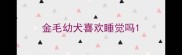 金毛幼犬喜欢睡觉吗