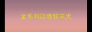 金毛和边境牧羊犬