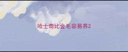哈士奇比金毛容易养