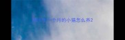 刚出生一个月的小猫怎么养
