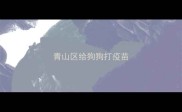 青山区给狗狗打疫苗