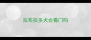 拉布拉多犬会看门吗