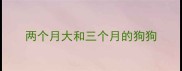 两个月大和三个月的狗狗