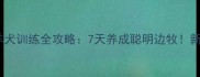 边境牧羊犬训练全攻略7天养成聪明边牧新手必看