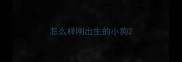 怎么样刚出生的小狗