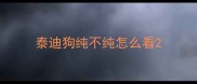 泰迪狗纯不纯怎么看