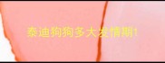 泰迪狗狗多大发情期
