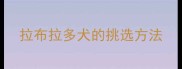 拉布拉多犬的挑选方法