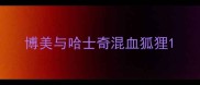 博美与哈士奇混血狐狸