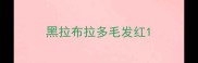 黑拉布拉多毛发红