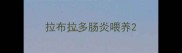 拉布拉多肠炎喂养