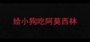 给小狗吃阿莫西林
