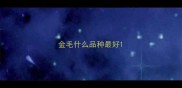 金毛什么品种最好